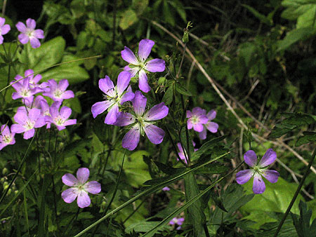 a typical cluster of flowers
